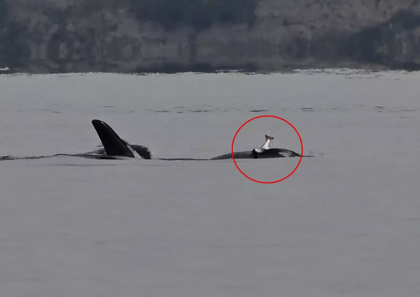 A whale was recently spotted wearing a dead salmon on its head (Jim Pasola/Facebook)