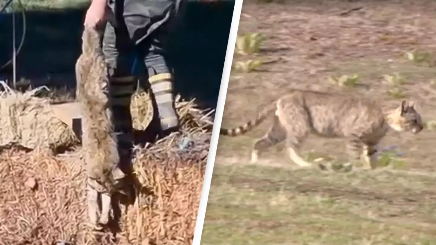 Hundreds of cats killed in incredibly controversial competition where people win money for slaughter