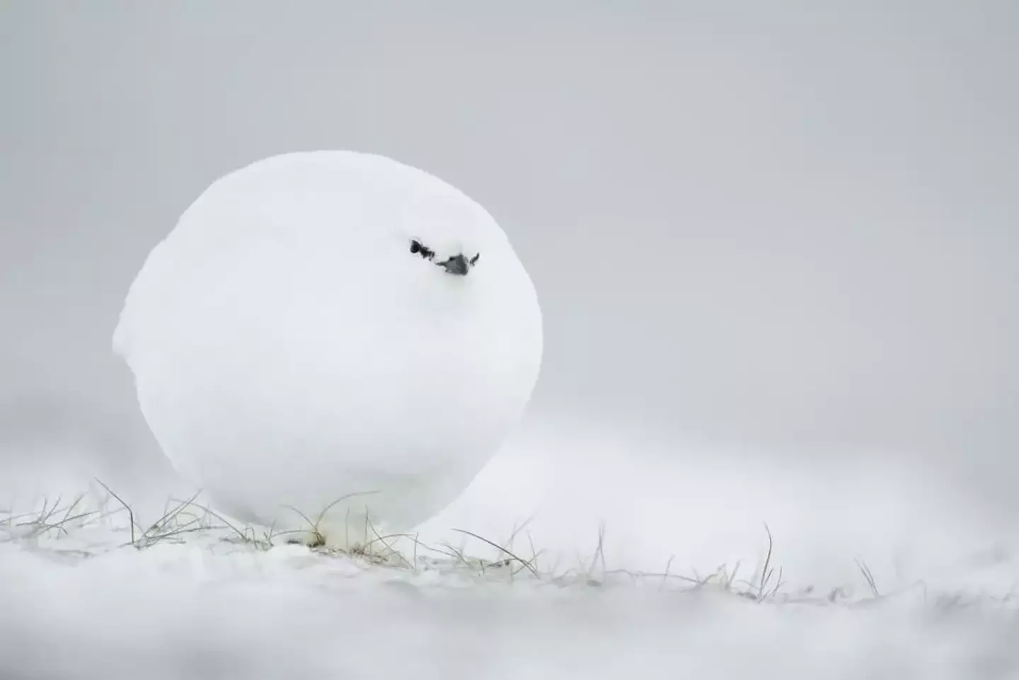 Snowball or grouse?