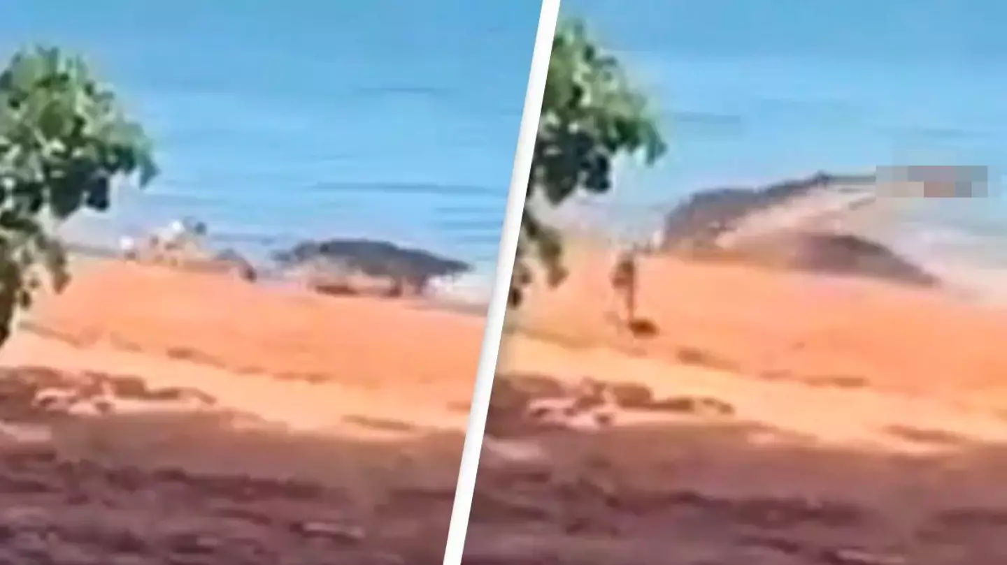 Massive crocodile snatches pet dog from beach and drags it underwater