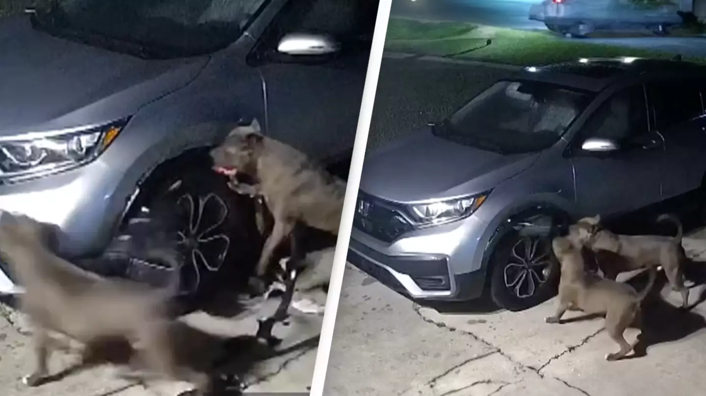 Two pit bulls rip apart SUV causing $3,000 worth of damage in shocking CCTV footage