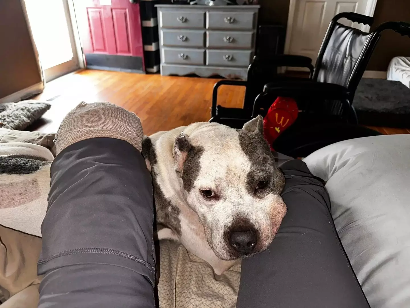 Amanda with Ralphie after Dennis' attack (Facebook/Amanda Mea)