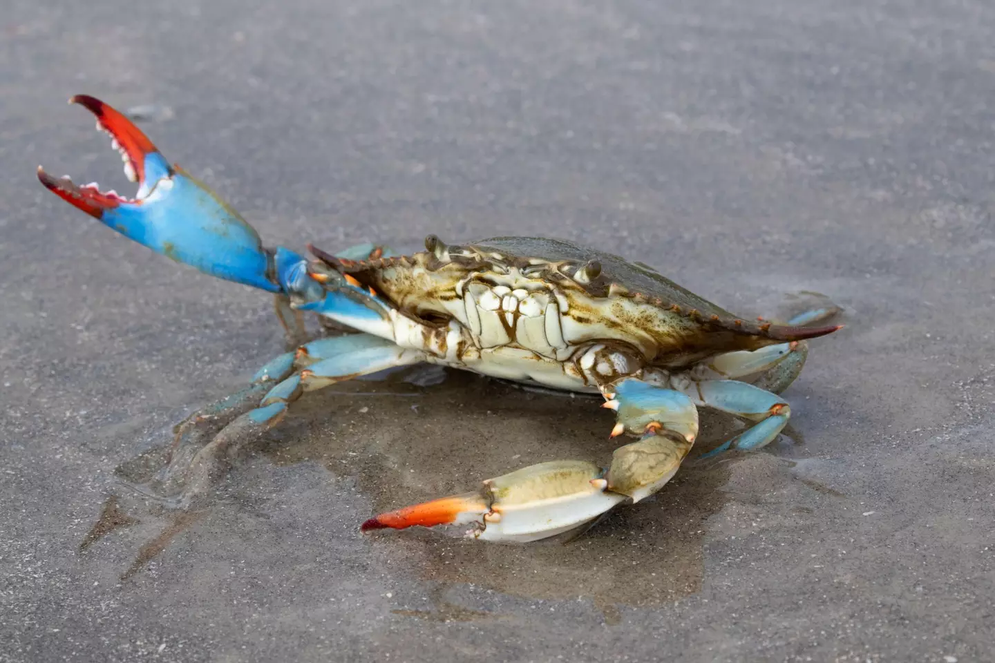 The blue crab is one of nearly 1,000 alien (non-native) species to have set up their home in the Mediterranean Sea.