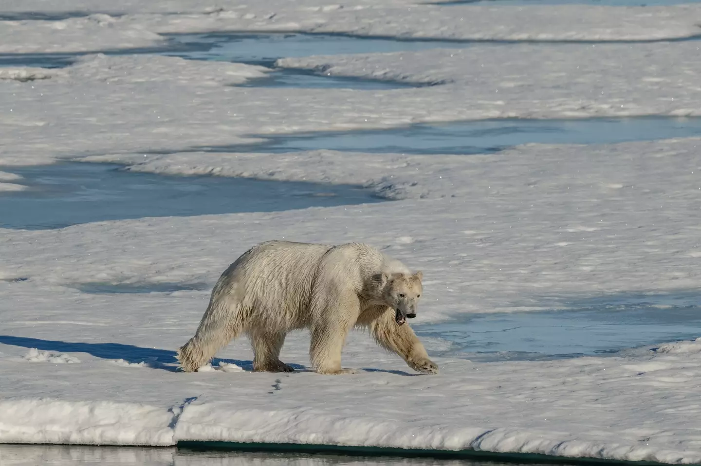 The worker is reported as having been attacked by two polar bears. (Sebnem Coskun/Anadolu via Getty Images)