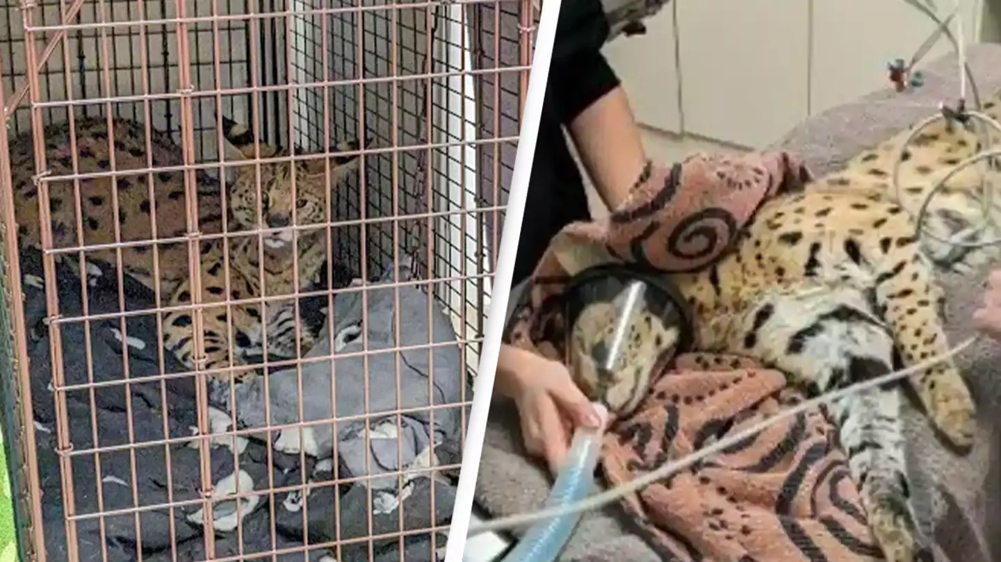 Exotic cat being treated after testing positive for cocaine