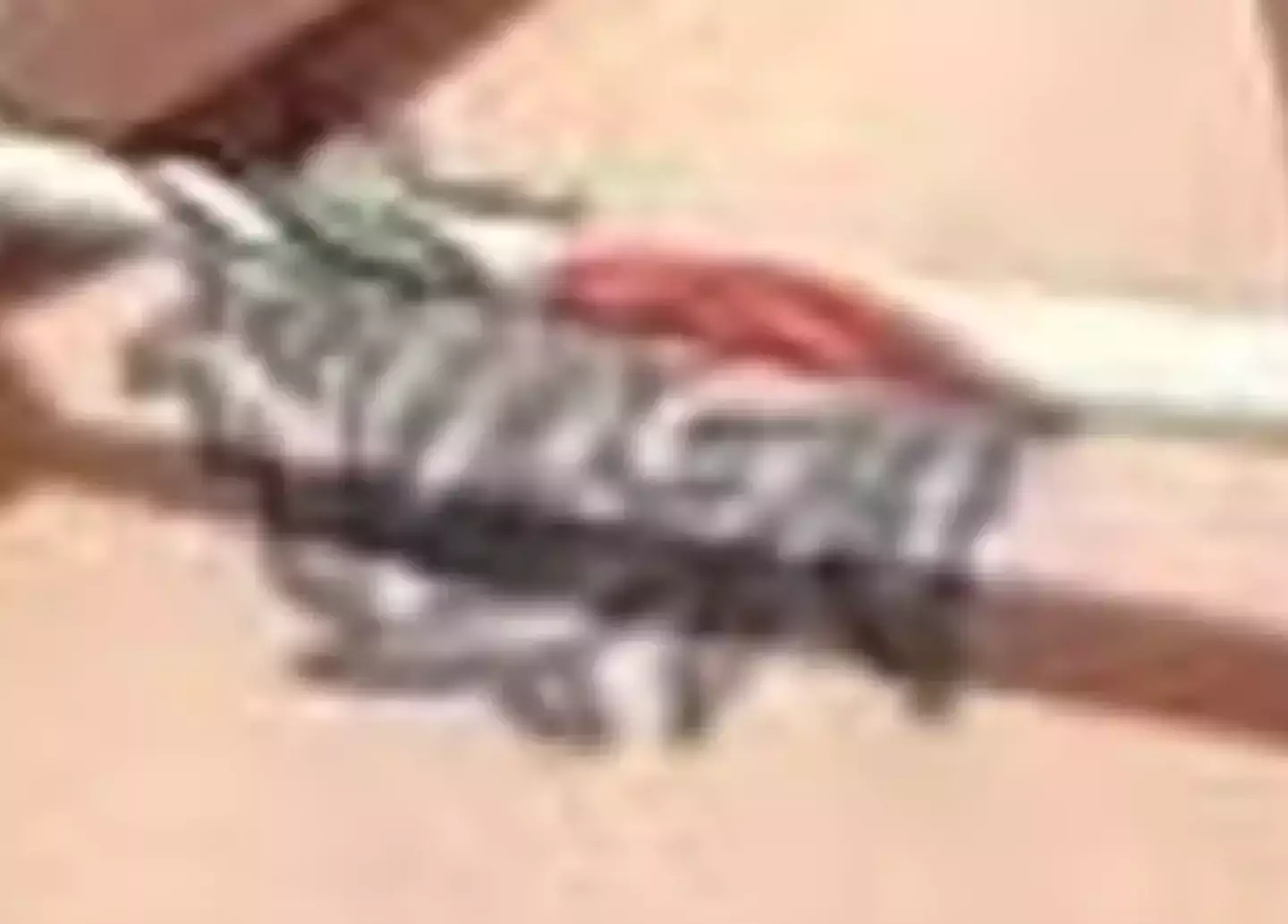 The star's tattoo was pictured by her friend (Instagram/@billieeilish)