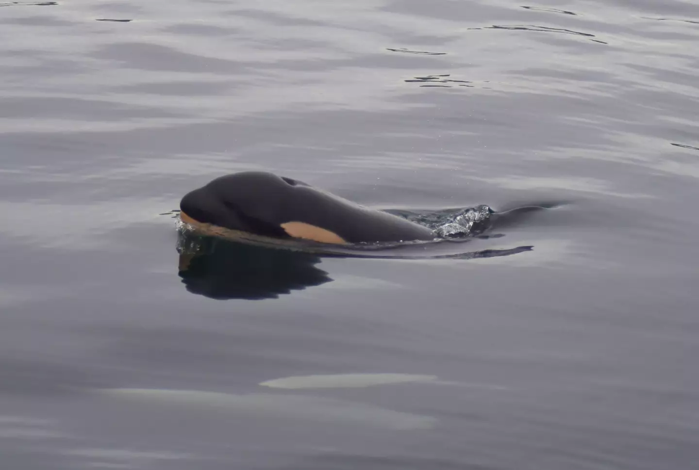 J61 was born shortly before Christmas but sadly passed away on New Year's Eve (Facebook/Center for Whale Research/Maya Sears, NMFS/NOAA Permit 27052)