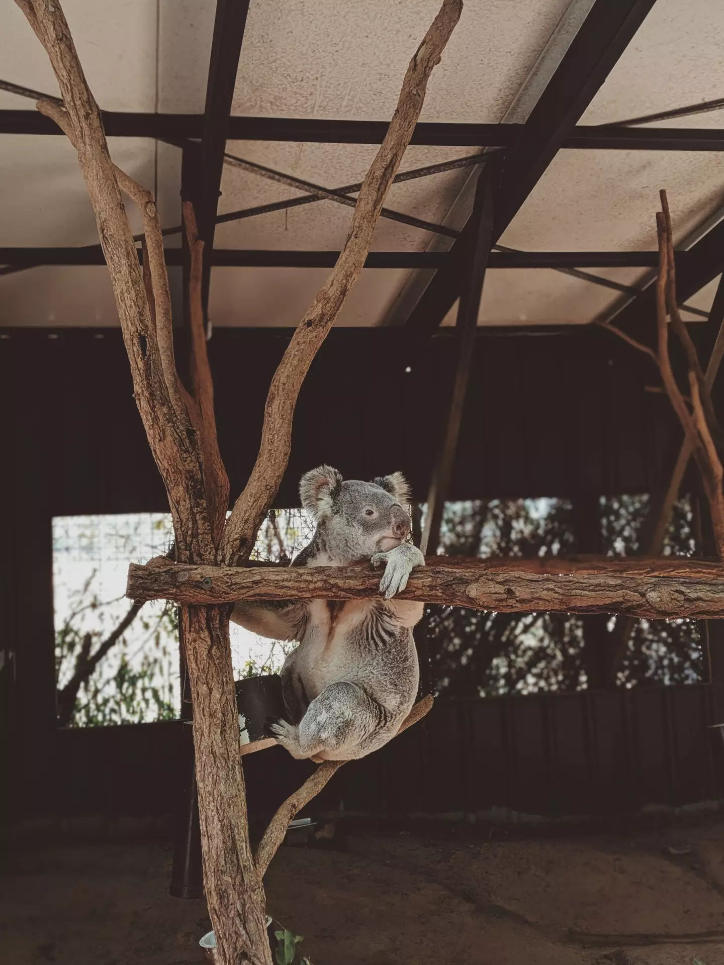 The scientists hope to catch and vaccinate around 50 koalas.