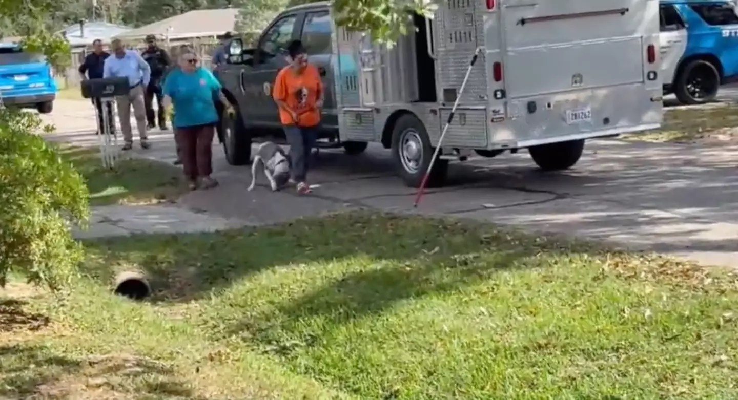 One of the two dogs can be seen getting loaded into a vehicle headed to the pound (WBRZ 2)