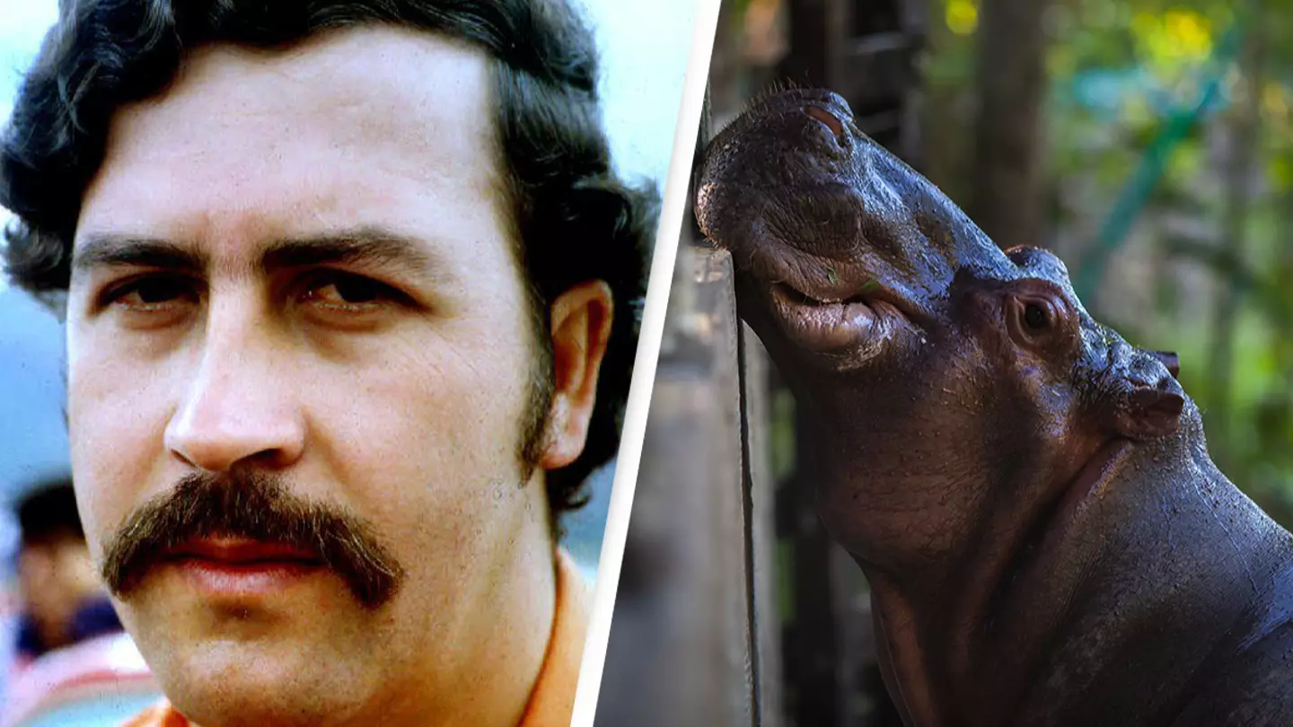 Pablo Escobar’s 'horny hippos' face 'eradication' due to 'major' public safety concerns