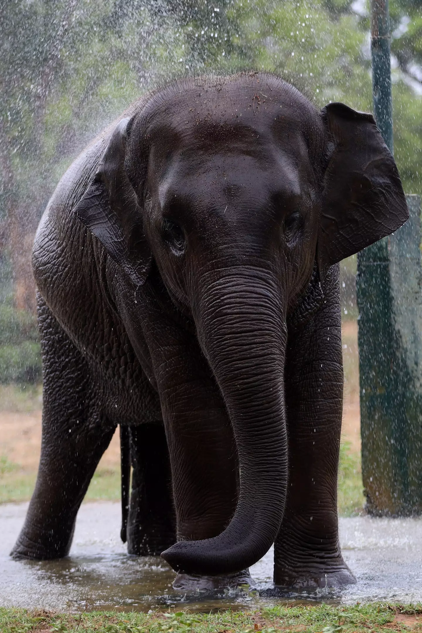 The Nonhuman Rights Project wants more rights for elephants.