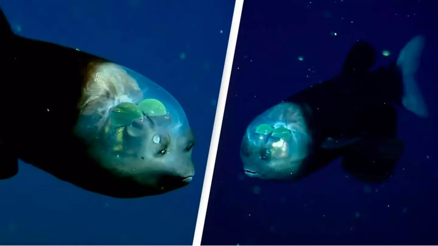 Researchers capture incredible footage of rare fish with transparent head
