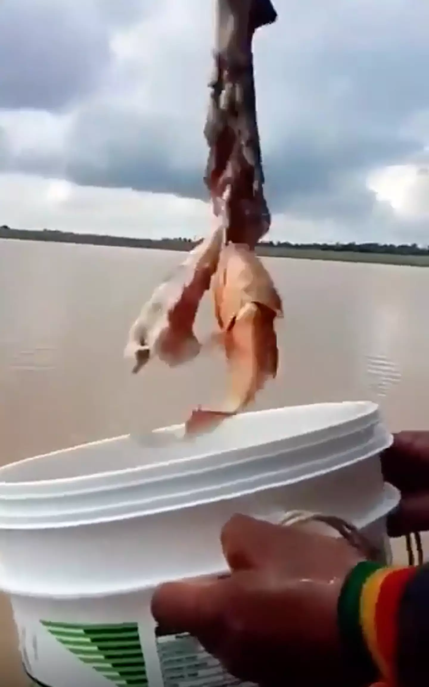 The video is reigniting people's fears of piranhas (TikTok)