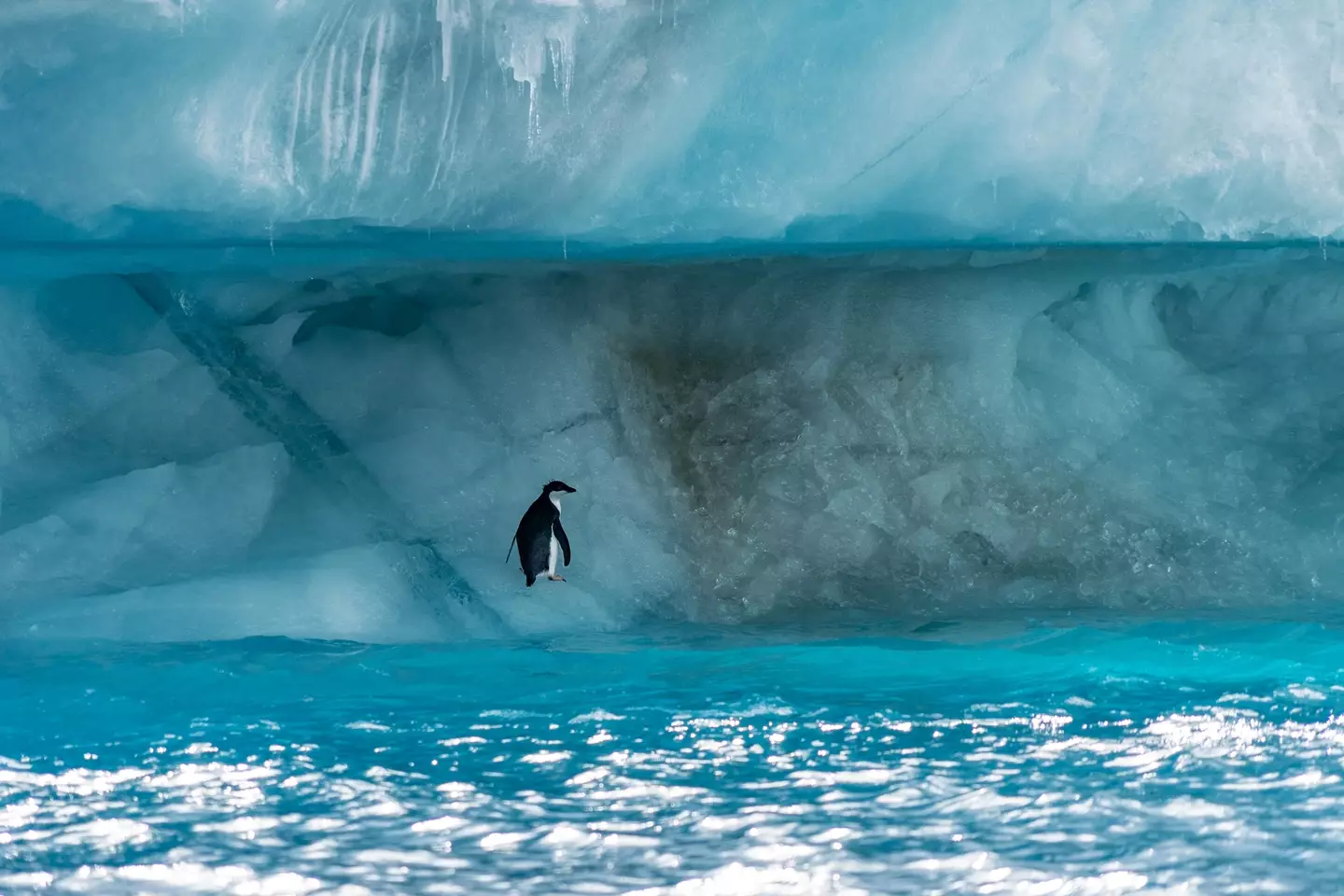 Science Insider has revealed what Earth would look like with no ice.