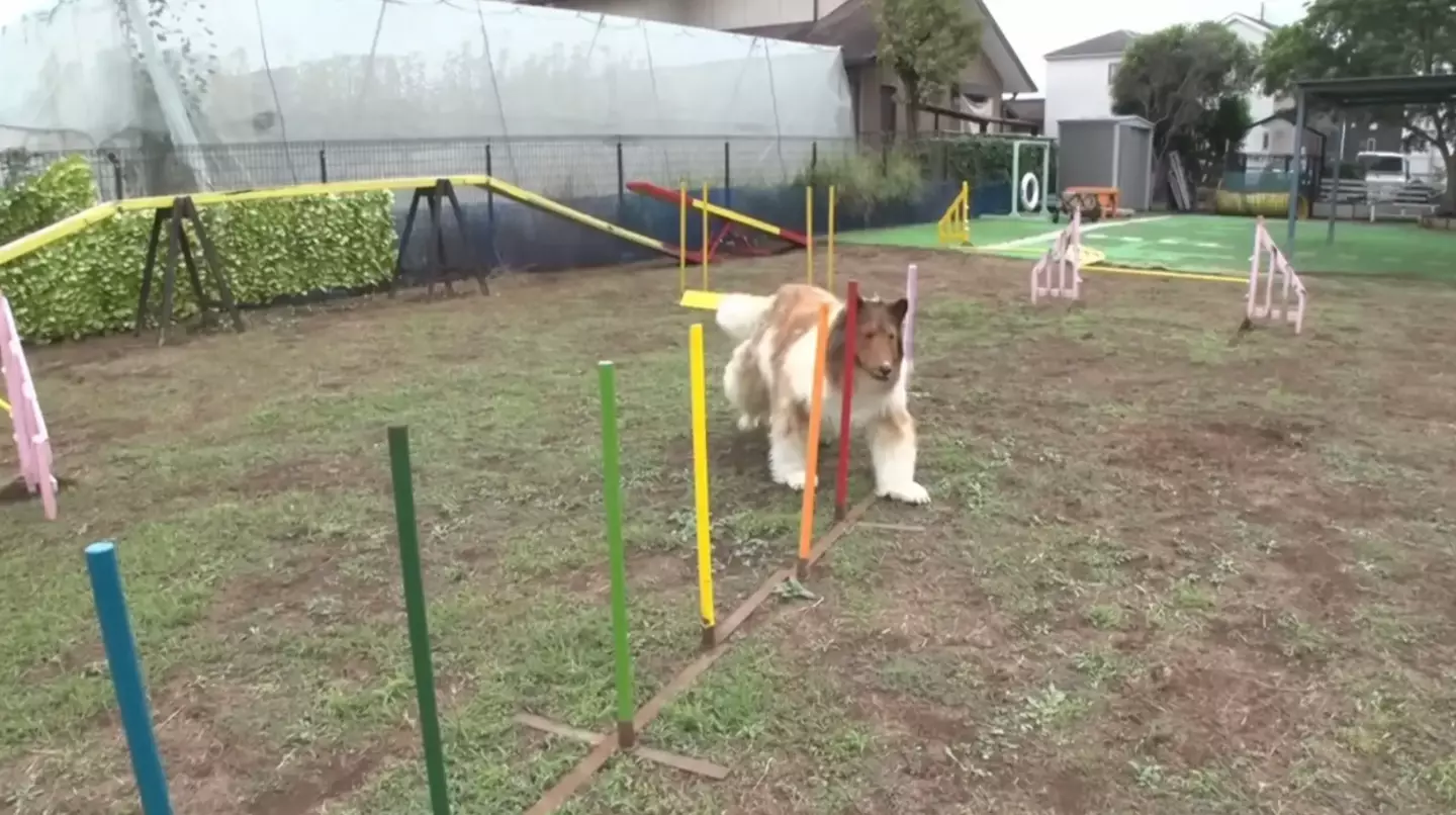 Toco attempted an agility course.