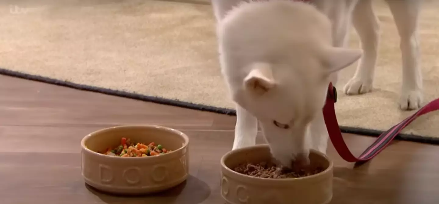 Storm, quite predictably, headed straight for the meat.