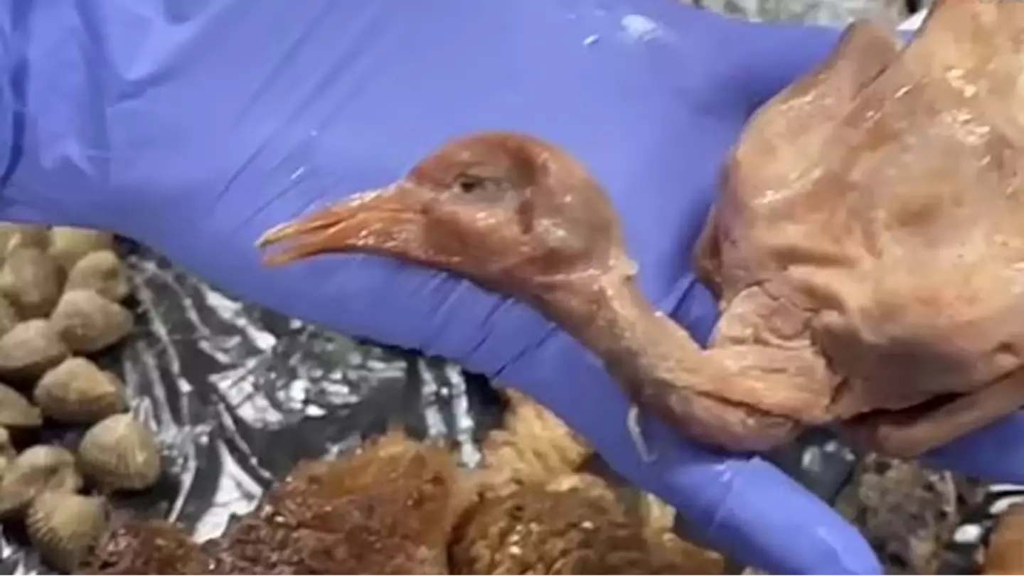 Everything police uncovered in raid of Chinese restaurant shut down after horrifying discovery of what 'roast duck' really was
