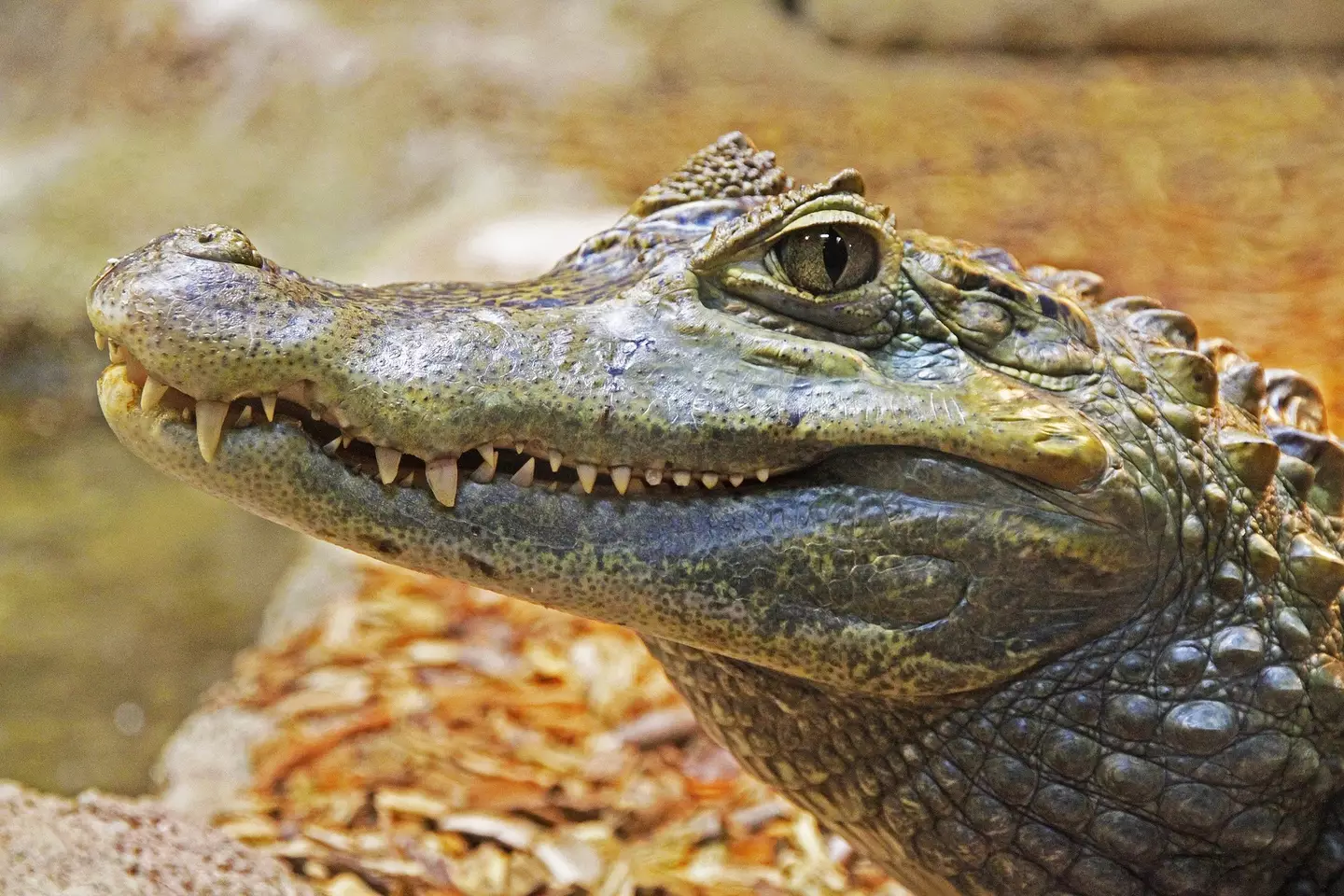 The research also suggests alligators may have once swam in the North Pole waters.