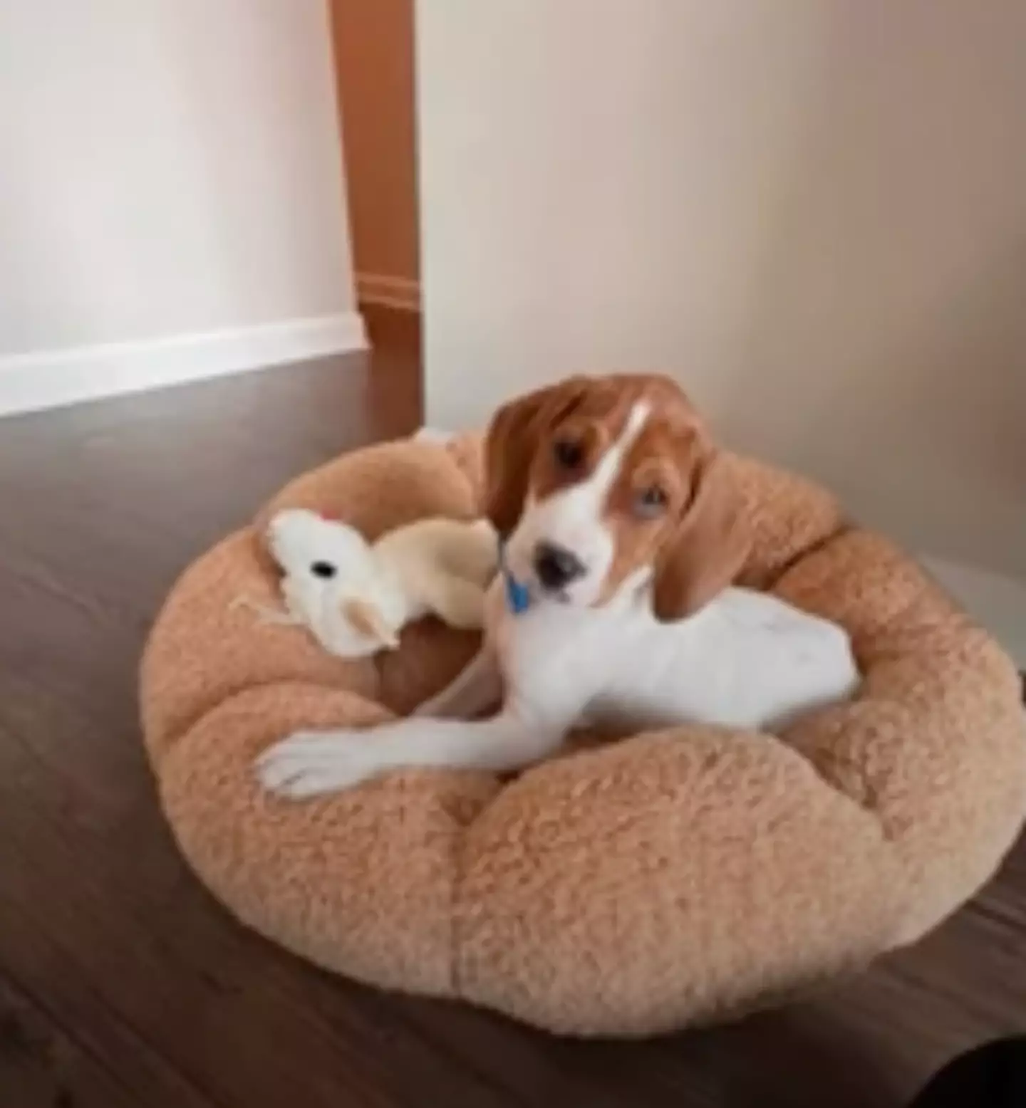 Kristie found Beau's picture back on the adoption website. (Fox 5/YouTube)