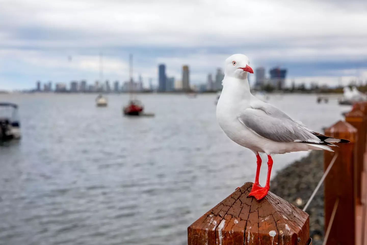 Police confirmed the father was charged with animal cruelty. (Getty Stock Image)