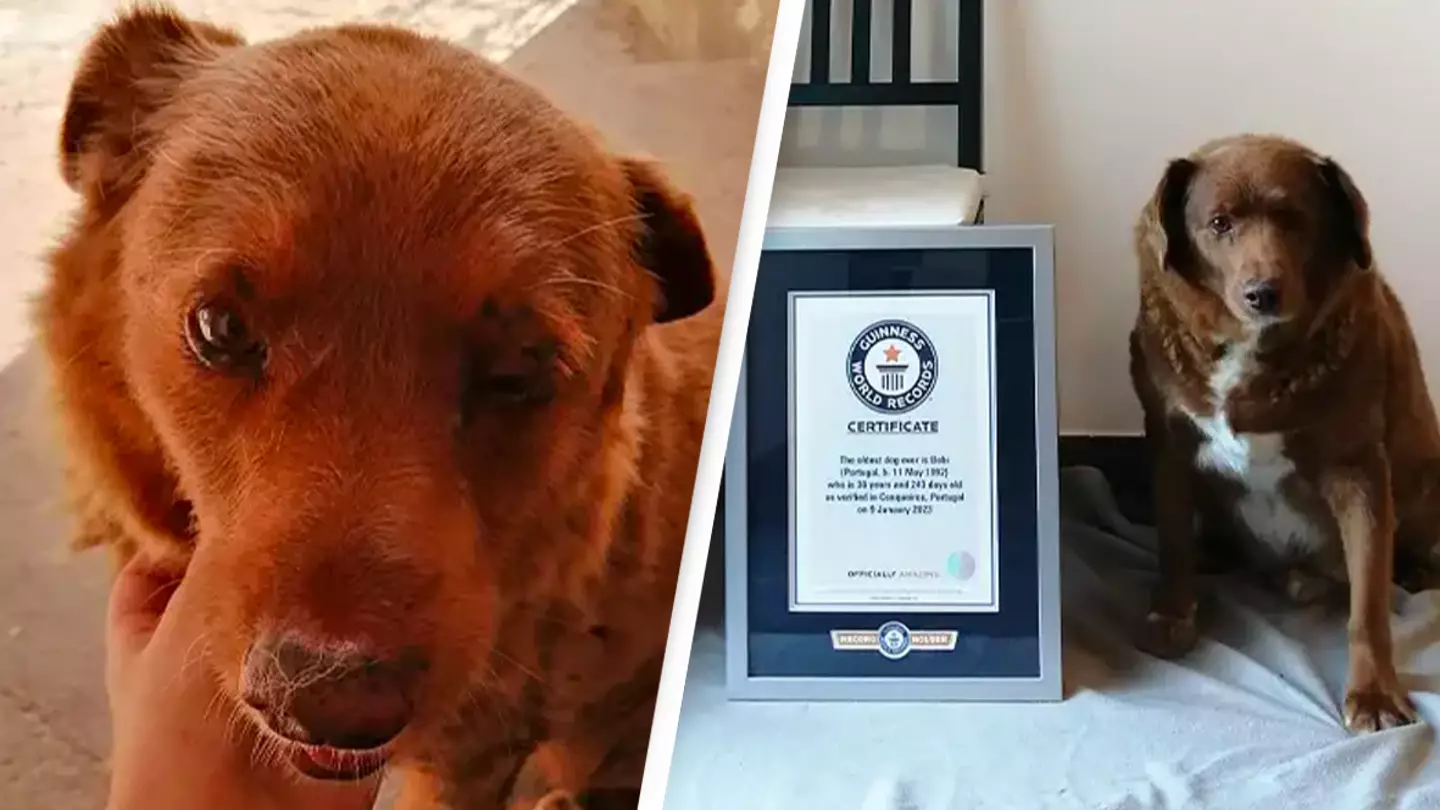 World's oldest dog is celebrating yet another birthday