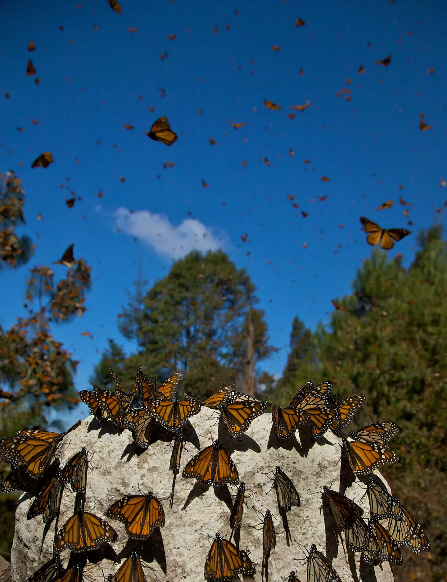 Monarch butterflies at the Monarch Butterfly Biosphere Reserve in Mexico.