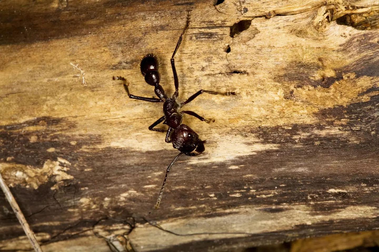 The Bullet Ant has one of the most painful stings.