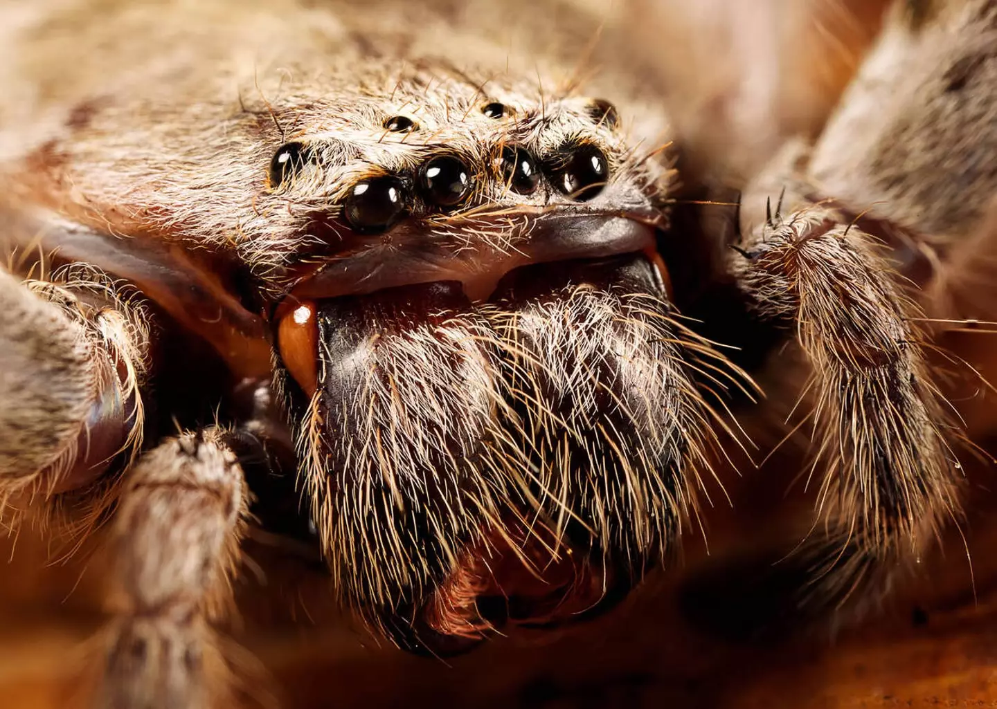 Huntsman spider (Alamy)