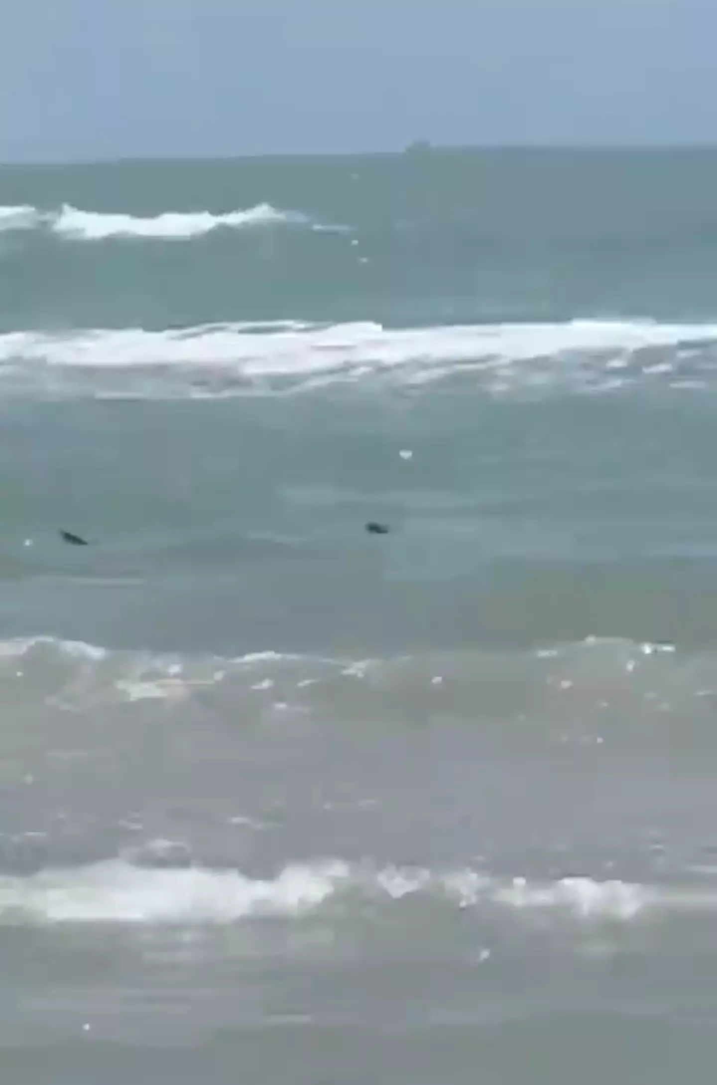The shark was spotted in the surf. (X / zakisolja)