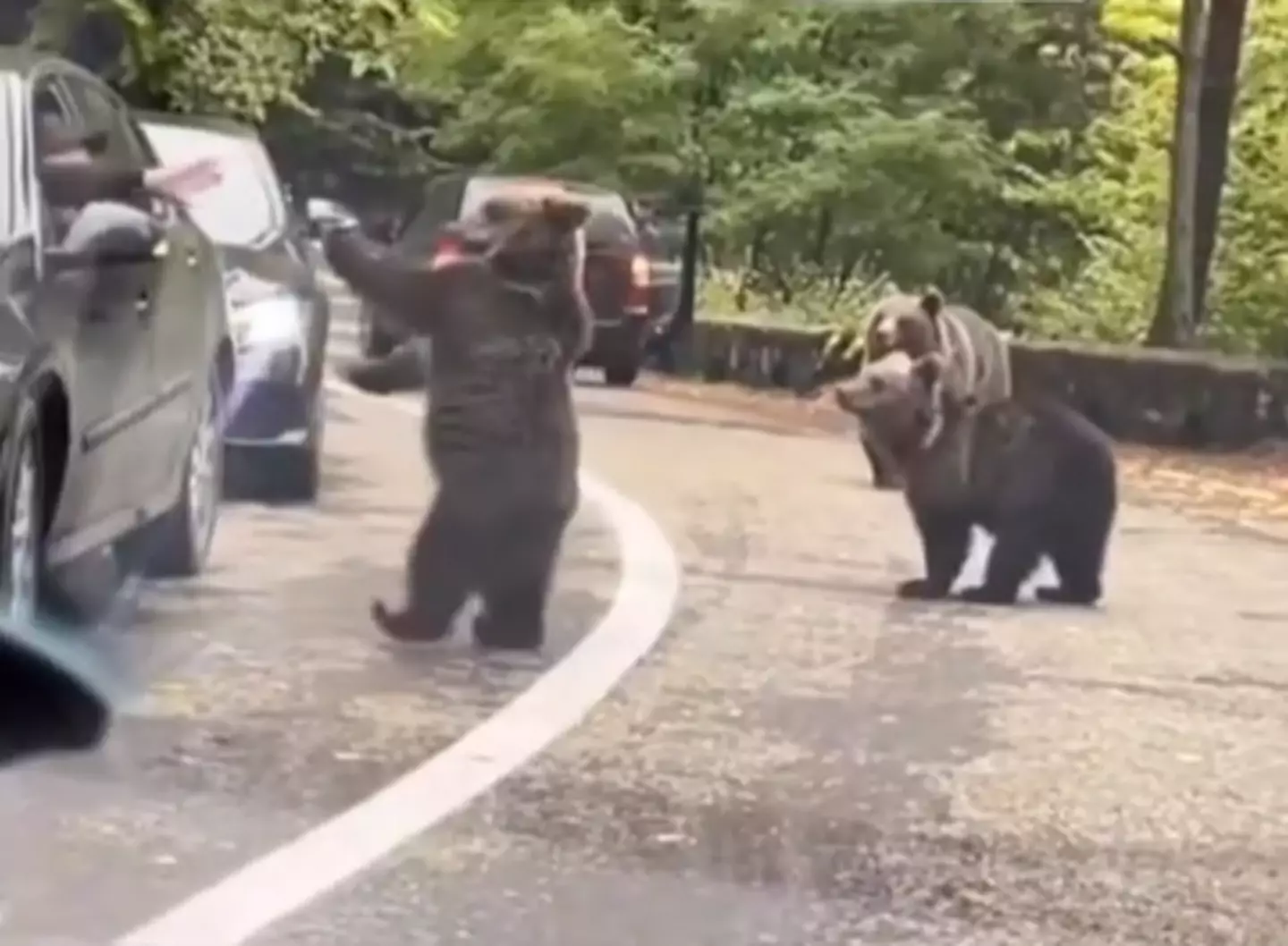 Bear high fiving human (TikTok/@rebecaelenagb)