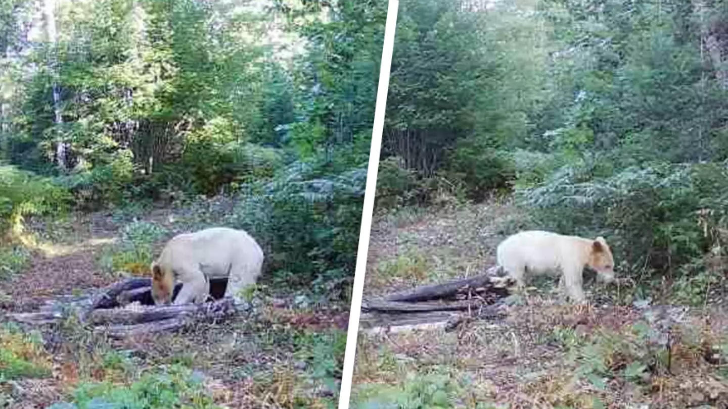 One-in-a-million white 'spirit bear' captured on trail camera