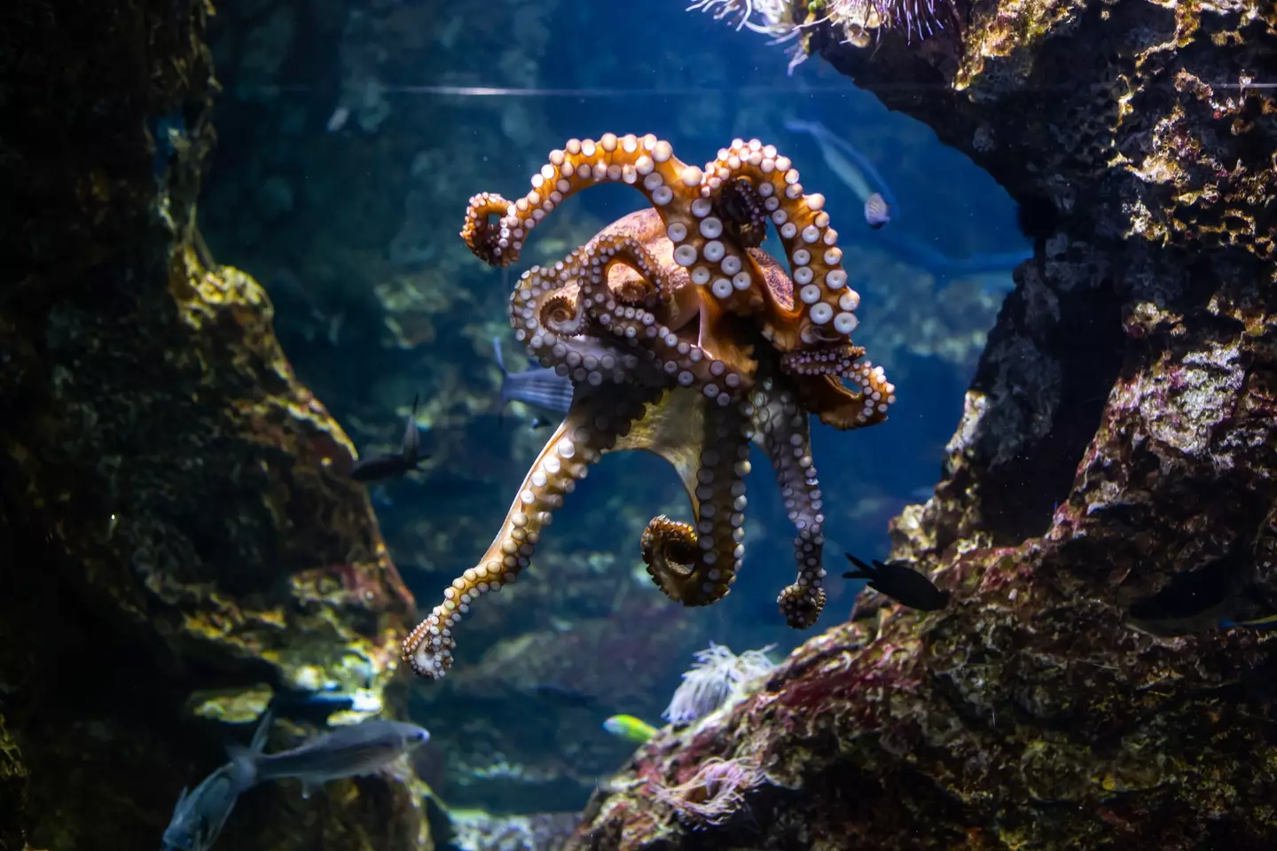 Are octopuses really 'programmed to die'?