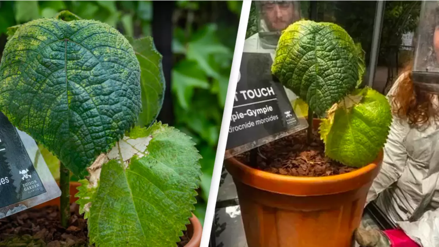 World's most dangerous plant 'can cause suicidal thoughts' after someone touches it