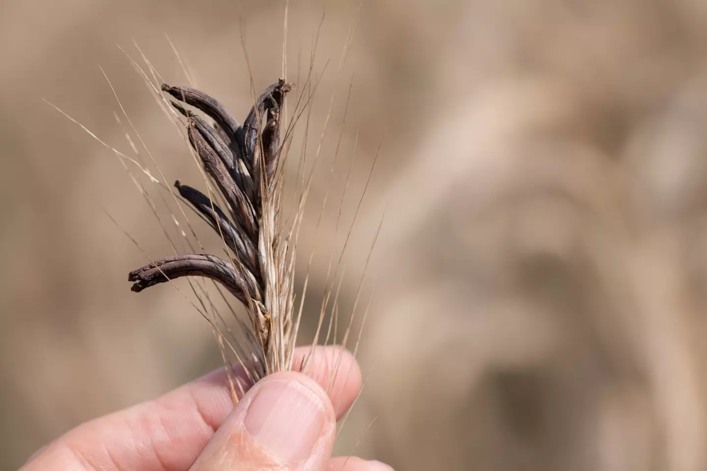 A ripe ear of grain containing the dark, and poisonous, ergot growing on it (Getty stock)