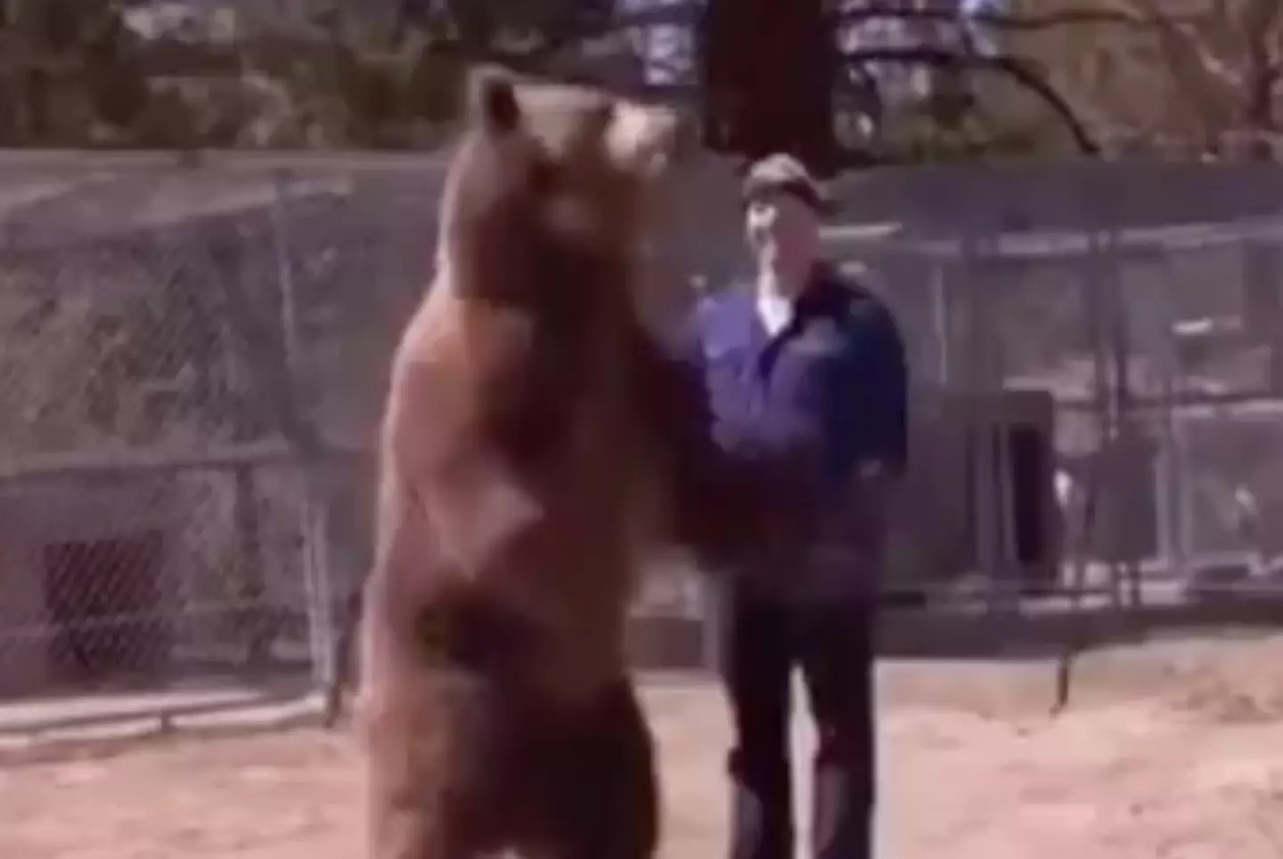 Rocky the bear weighed 700 pounds (National Geographic Wild)