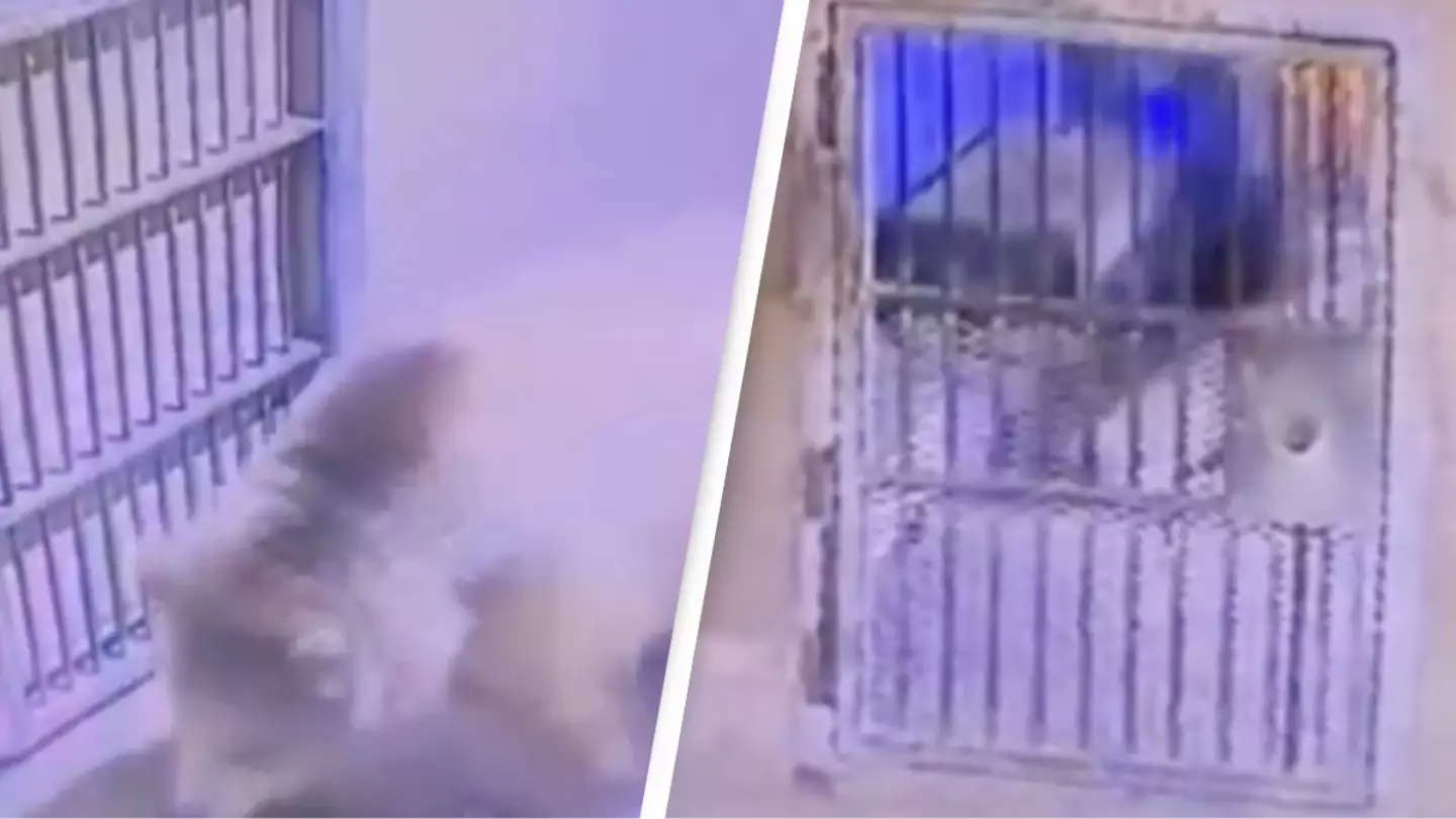 Shocking footage shows zookeeper narrowly escape after being chased around enclosure by bear