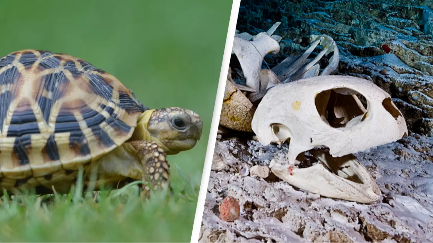 People mindblown after seeing what a tortoise’s skeleton actually looks like