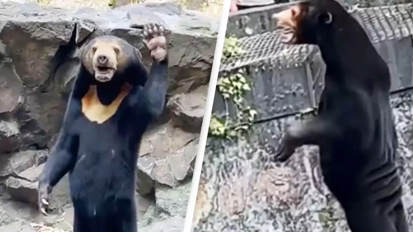 Expert delivers verdict as 'human bear' was seen waving at Chinese zoo