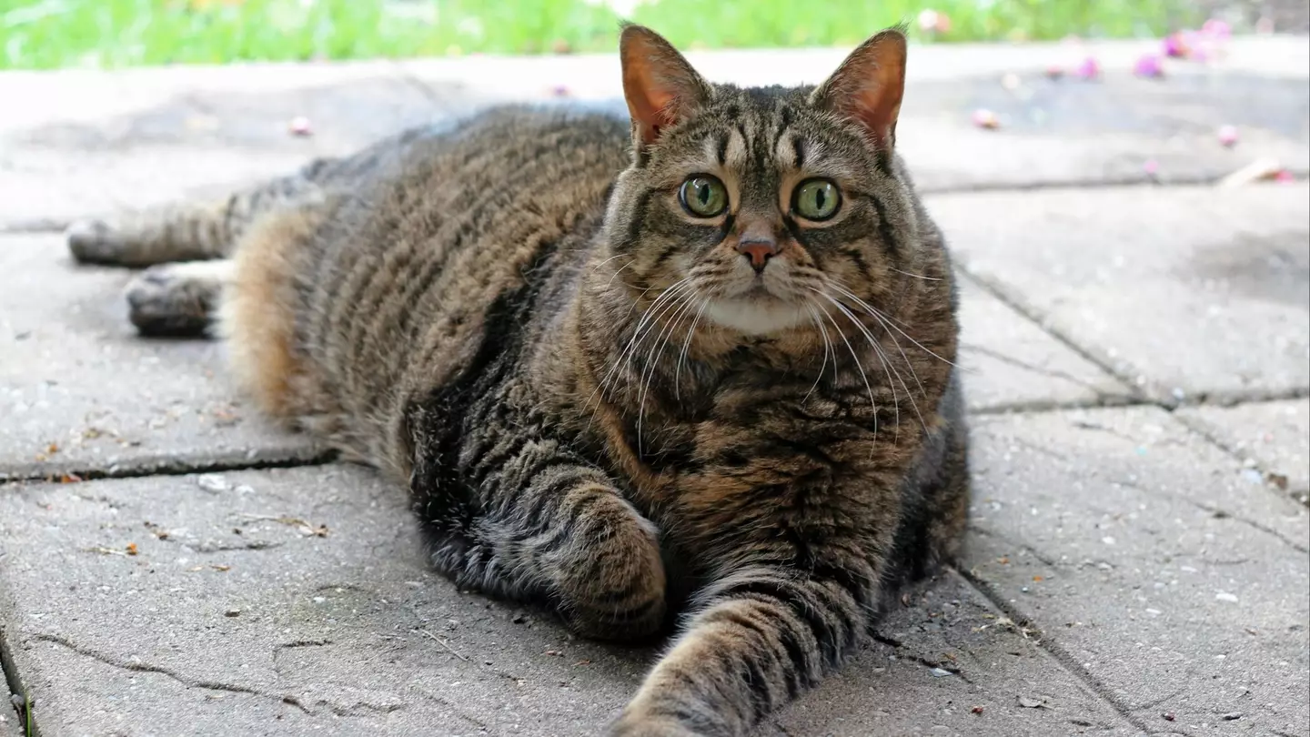 Nikki O'Keefe Images / Getty Images