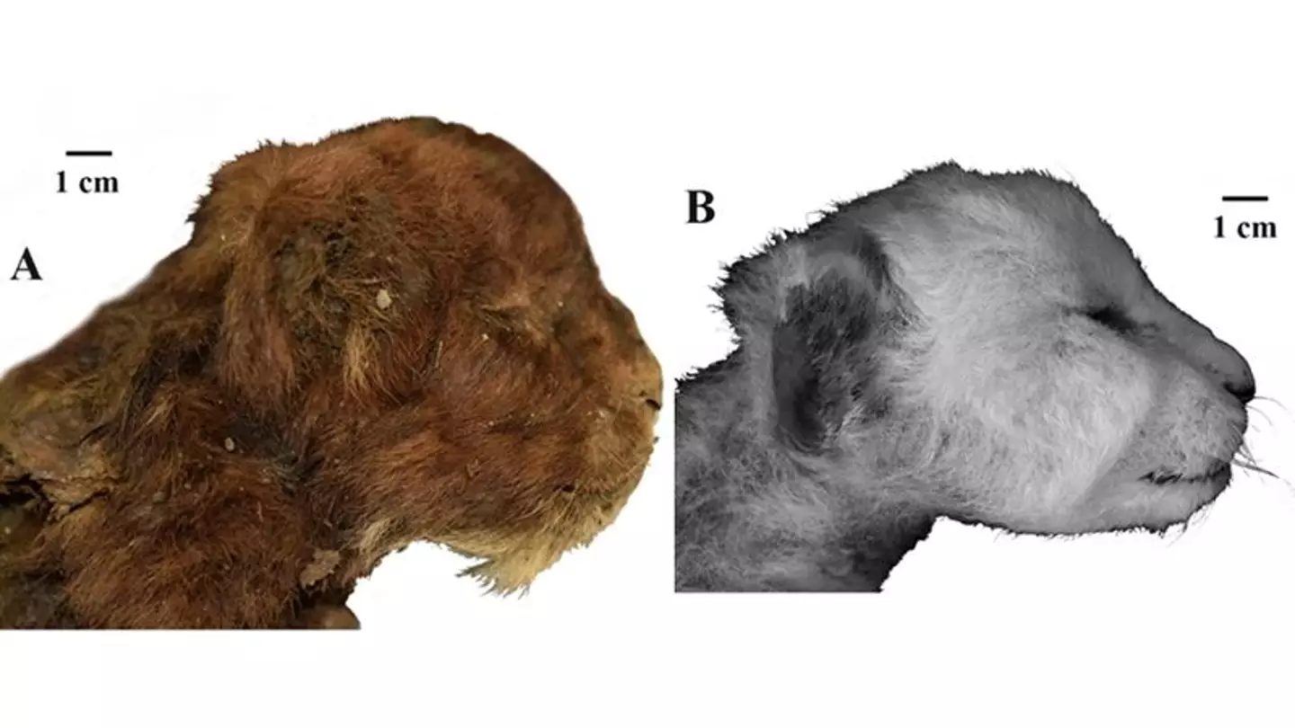 Researchers sound a well-preserved saber-tooth cub ( A V Lopatin/Scientific Reports, 2024)