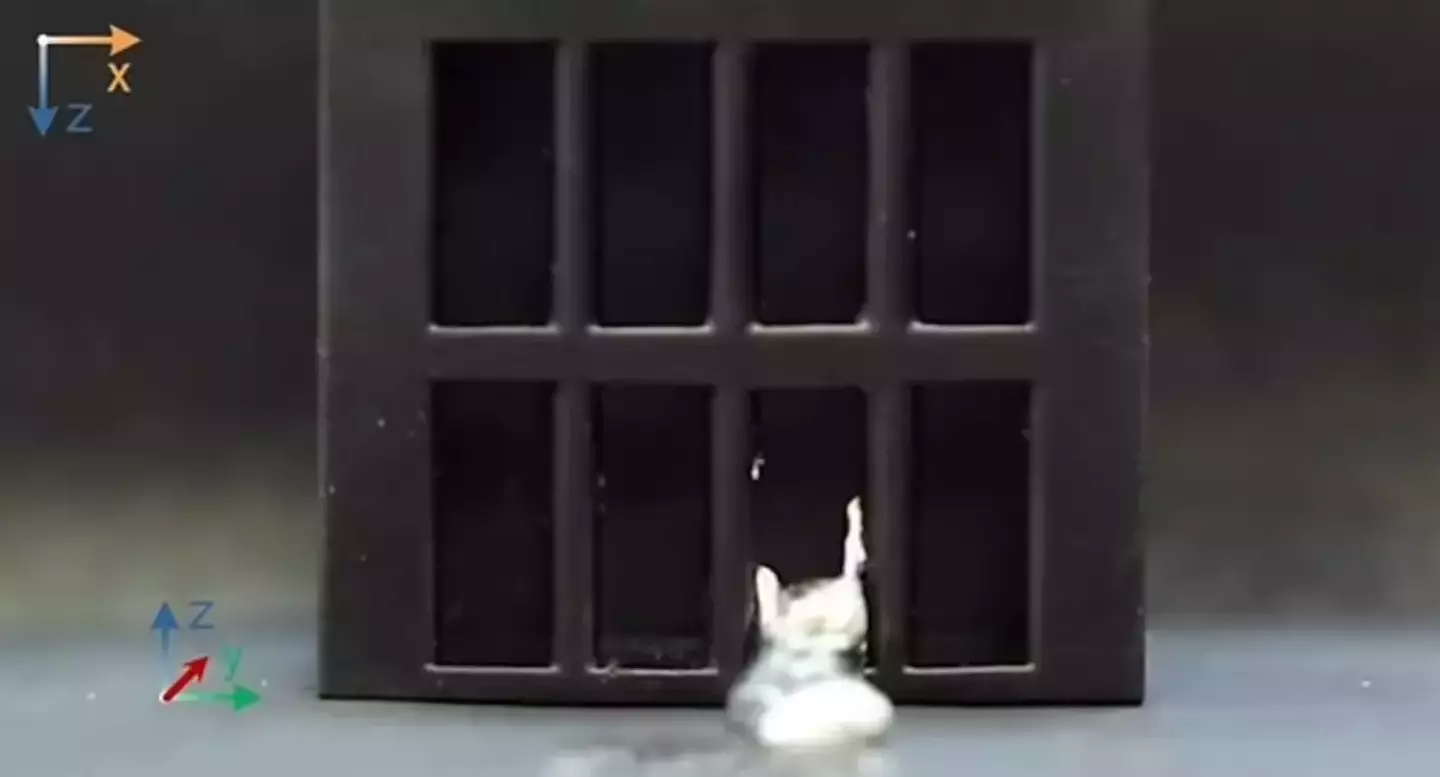 The Terminator in real life?!