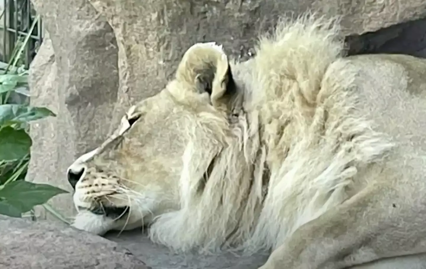 Scientists were left baffled by the lioness' mane, but said it was unlikely due to her trying to become pride leader.