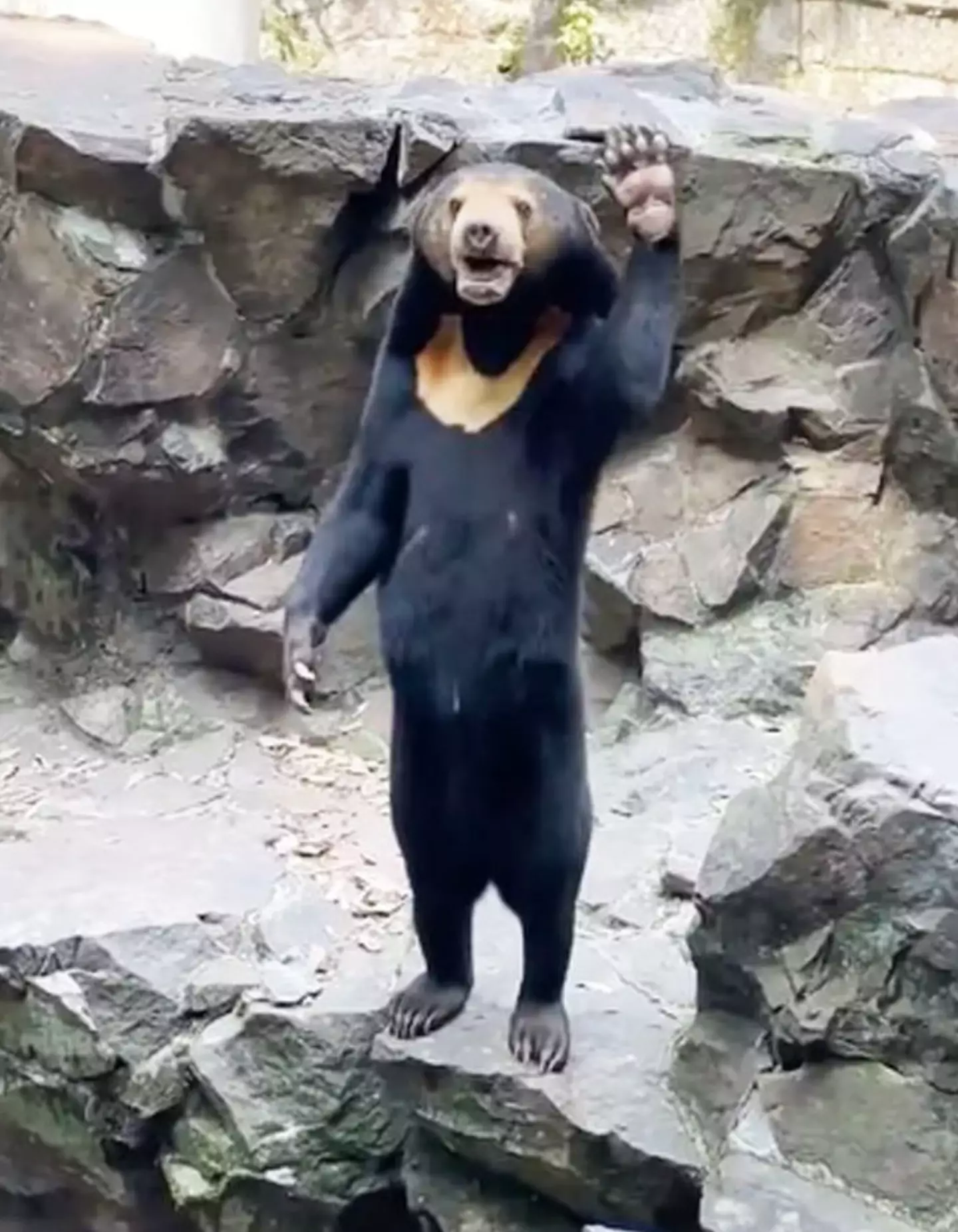 Angela the sun bear has become an internet sensation.