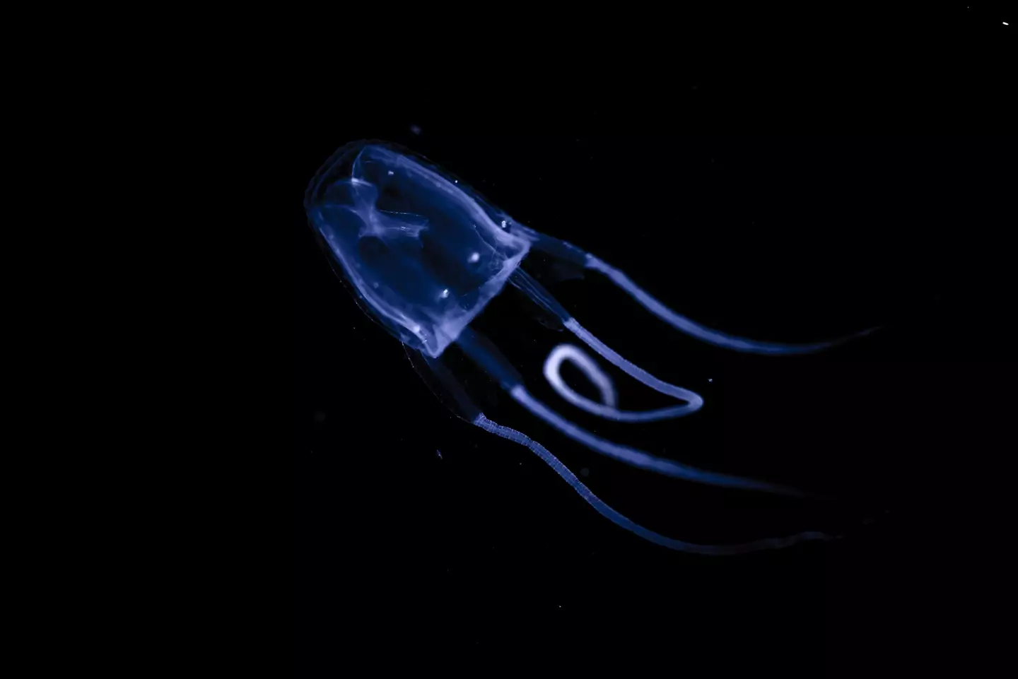 Irukandji jellyfish are no bigger than a fingernail. (Getty Stock)