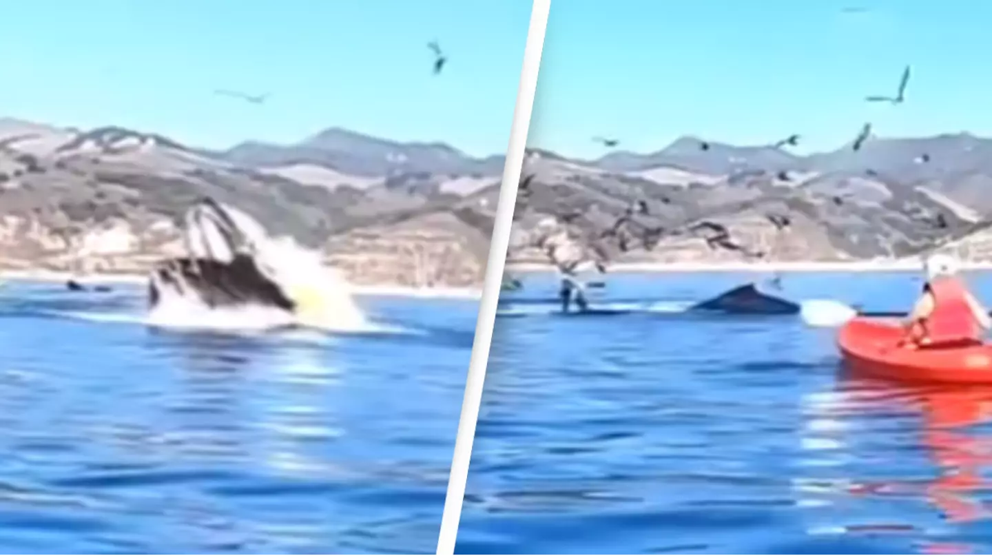 Whale engulfs two people kayaking but thankfully they survived