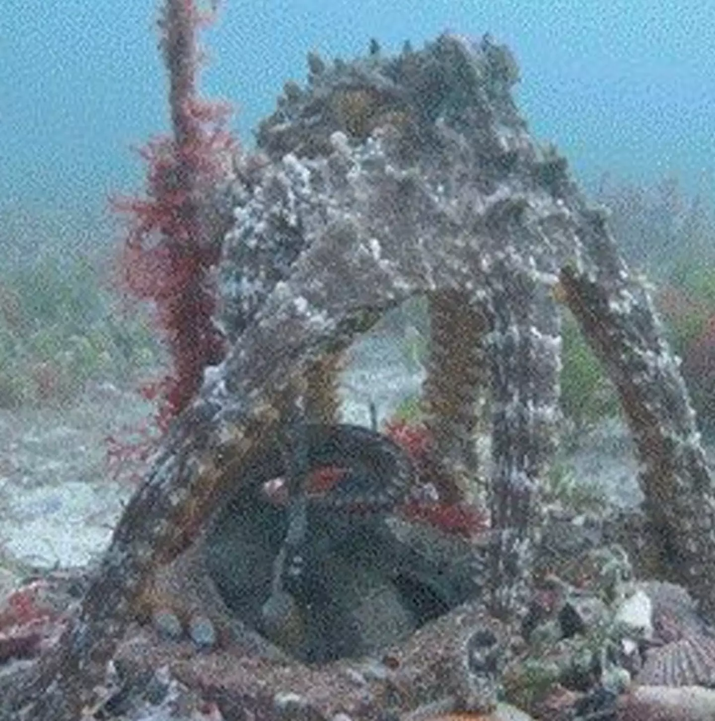 The octopuses at Octopolis and Octlantis have built underwater communities.