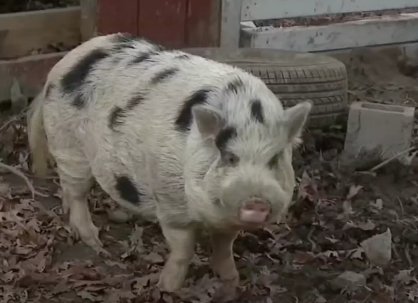 After multiple failed humane traps and food trails, the adventurous Kevin Bacon was taken down by a sticky bun.