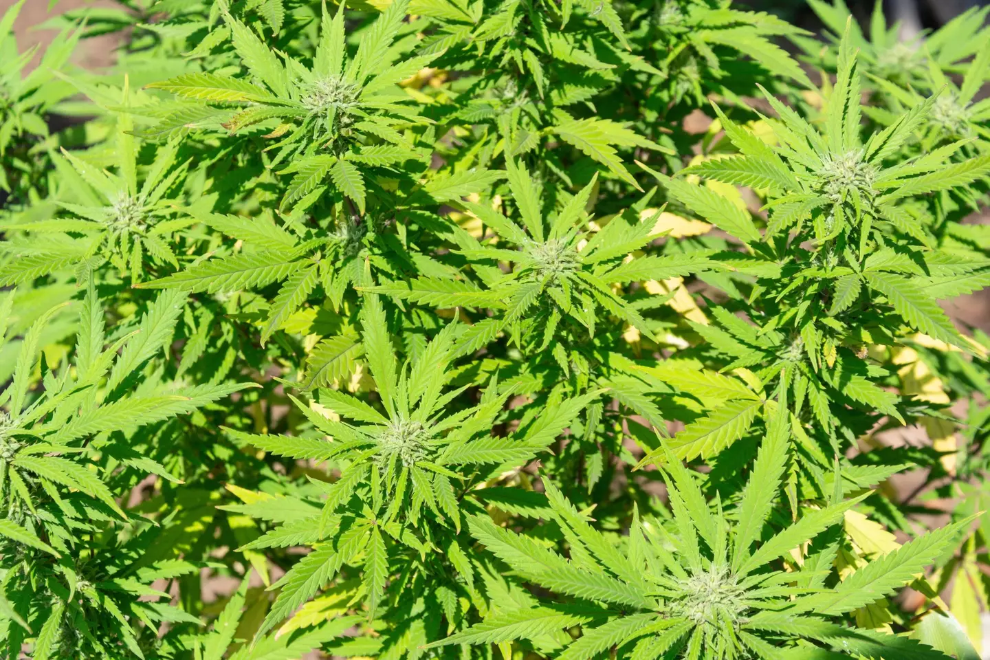 Weed has already been decriminalised for personal use in the ATC.