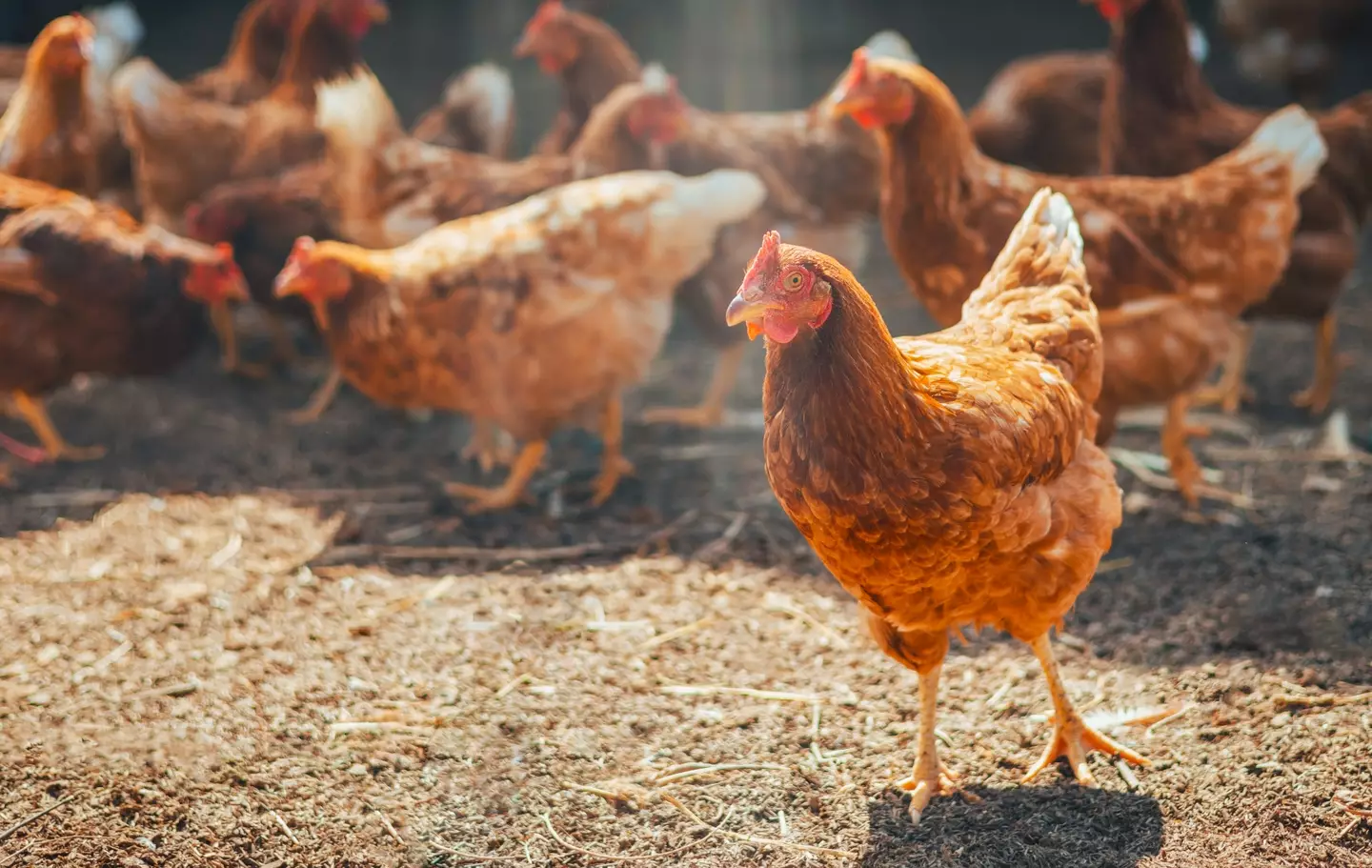 The patient didn't have any contact with animals. (Getty Stock Photo)