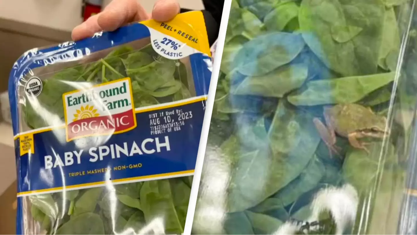 Family finds live frog in unopened bag of 'triple washed' spinach